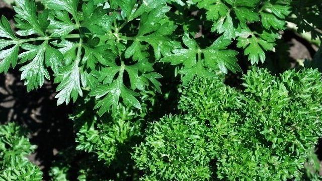 Сорта петрушки листовой и корневой: самые лучшие, скороспелые и урожайные