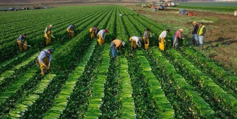 Сельское хозяйство латинской америки