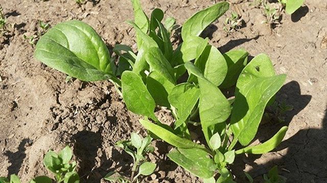 Как посадить и вырастить шпинат на огороде